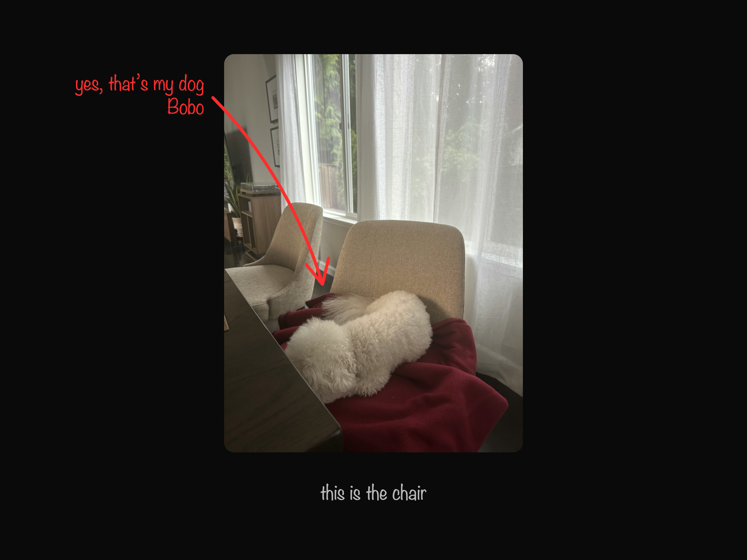 A dining chair across the table with a small white dog asleep on the seat, annotated in red with an arrow